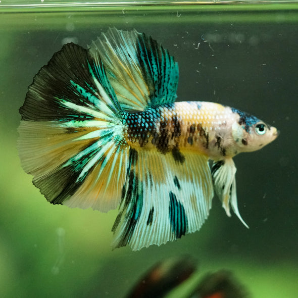 Galaxy/Candy Koi Halfmoon - 11 weeks old