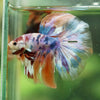 Galaxy/Candy Koi Halfmoon - 14 weeks old