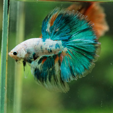Galaxy/Candy Koi Halfmoon - 14 weeks old