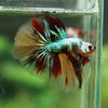 Galaxy Koi Halfmoon - 13 weeks old