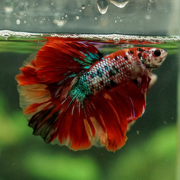 Galaxy/Candy Koi Halfmoon - 14 weeks old