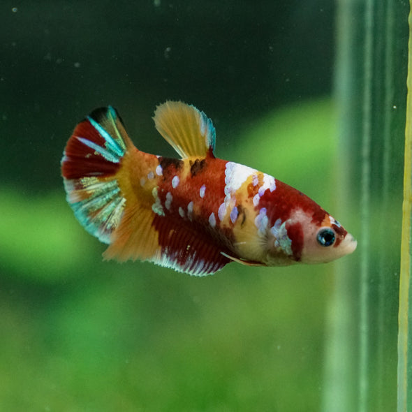 Multicolor/ Galaxy Koi Plakat - Female- 13 Weeks Old