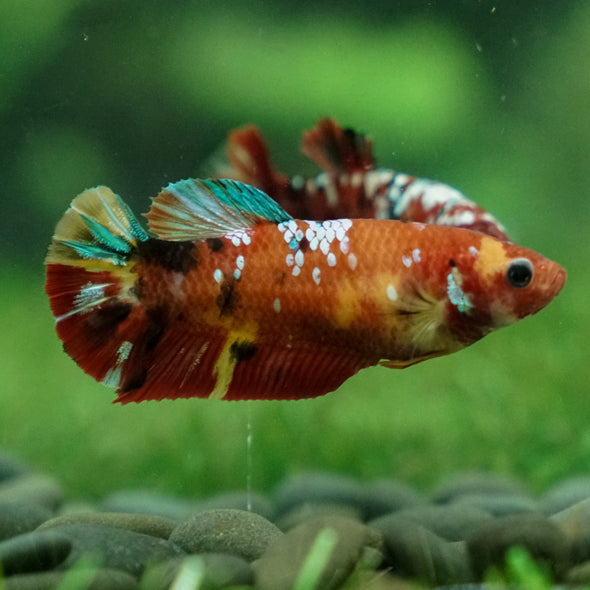 Multicolor/ Galaxy Koi Plakat - Female- 13 Weeks Old