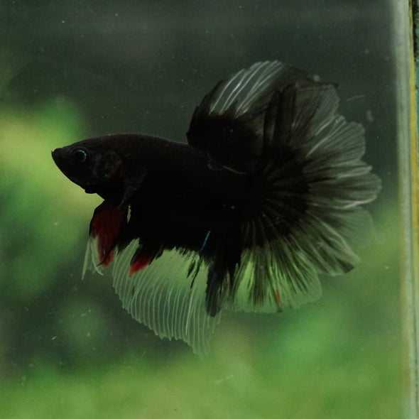 Black Base Galaxy Koi Halfmoon (Avatar) - 14 weeks old