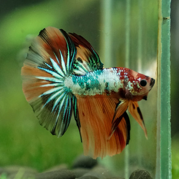 Galaxy Koi Halfmoon - 13 weeks old