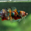 Multicolor/Galaxy Koi Plakat -16 weeks Old
