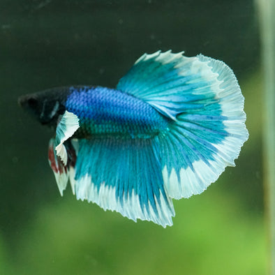 Dumbo Halfmoon - 12 weeks old