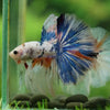 Galaxy/Candy Koi Halfmoon - 14 weeks old