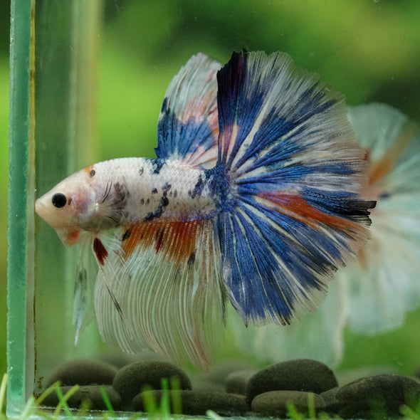 Galaxy/Candy Koi Halfmoon - 14 weeks old