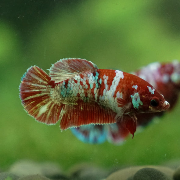 Multicolor/ Galaxy Koi Plakat - Female- 13 Weeks Old