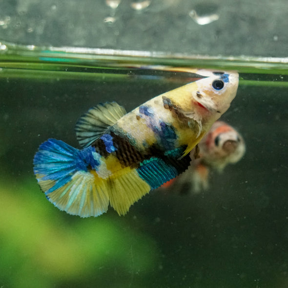 Multicolor/ Galaxy Koi Plakat- Female- 13 Weeks Old