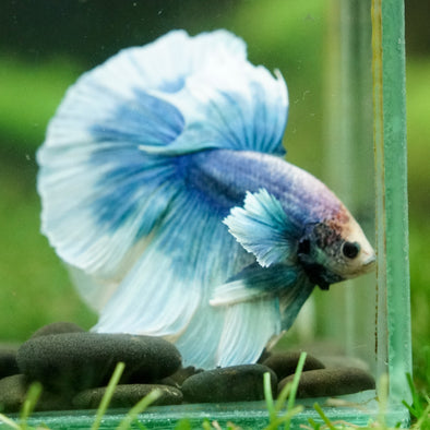 Dumbo Halfmoon - 12 weeks old