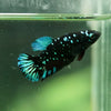 Black Galaxy Koi Plakat (Avatar) - Female- 13 Weeks Old