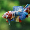 Multicolor/Galaxy Koi Plakat -15 weeks Old