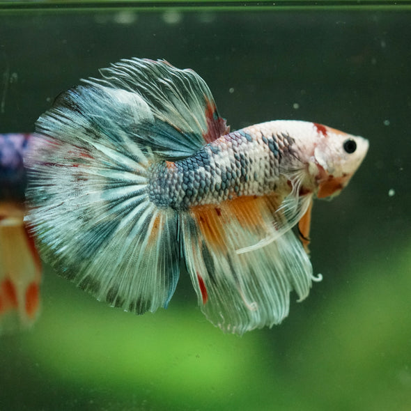 Galaxy/Candy Koi Halfmoon - 11 weeks old