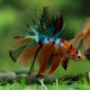 Galaxy/Candy Koi Halfmoon - 14 weeks old