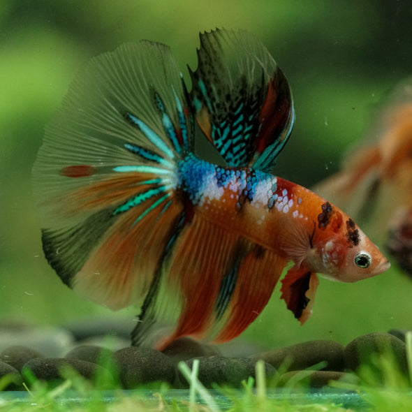 Galaxy/Candy Koi Halfmoon - 14 weeks old