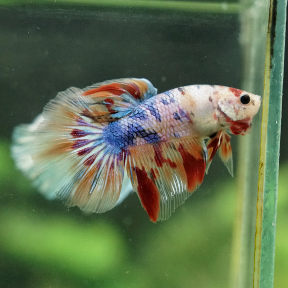 Galaxy/Candy Koi Halfmoon - 14 weeks old