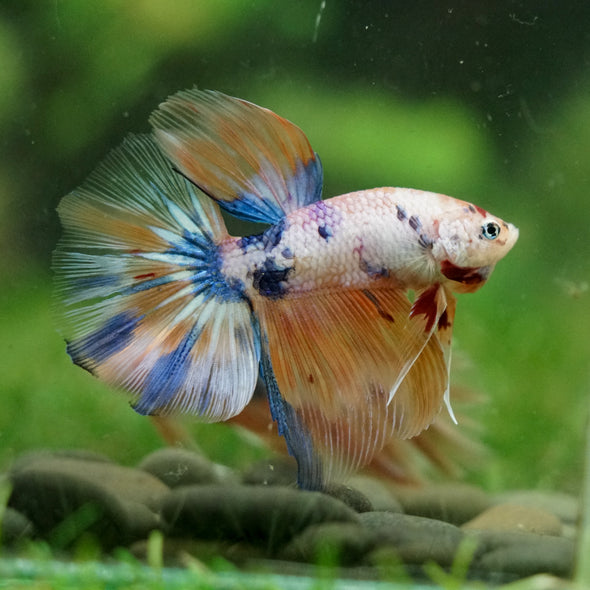 Galaxy/Candy Koi Halfmoon - 14 weeks old