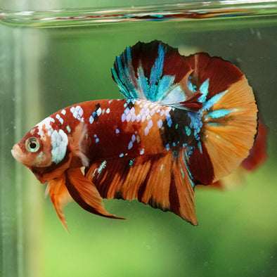 Multicolor/Galaxy Koi Plakat -16 weeks Old