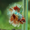 Galaxy/Candy Koi Halfmoon - 11 weeks old