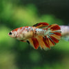 Multicolor/ Galaxy Koi Halfmoon- Female- 13 Weeks Old