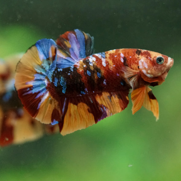 Multicolor/Galaxy Koi Plakat -16 weeks Old