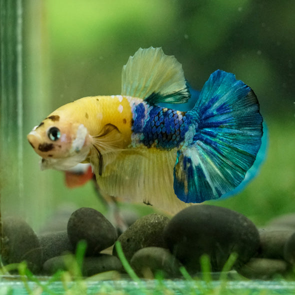 Multicolor/Galaxy Koi Plakat -16 weeks Old