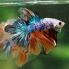 Galaxy/Candy Koi Halfmoon - 14 weeks old