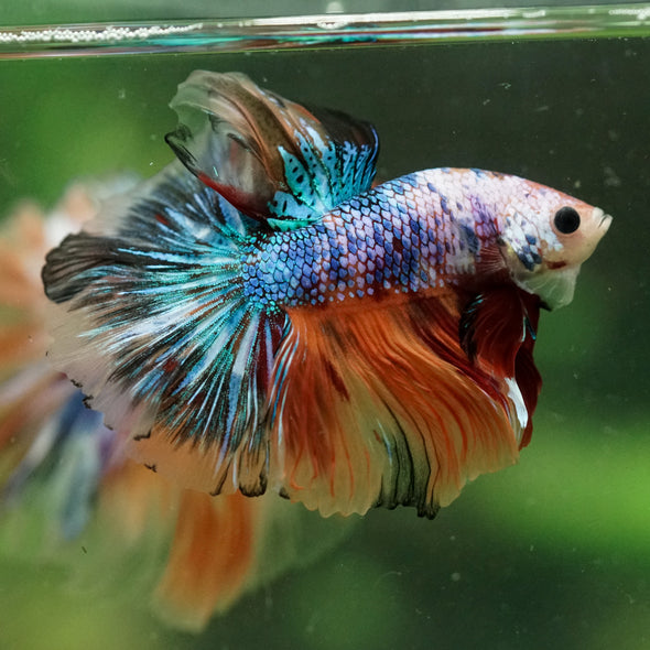 Galaxy/Candy Koi Halfmoon - 14 weeks old