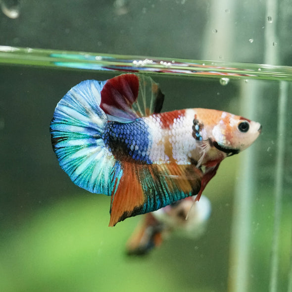 Multicolor/Galaxy Koi Plakat -10 weeks Old