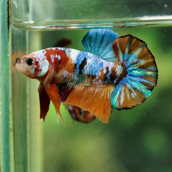 Multicolor/Galaxy Koi Plakat -13 weeks Old