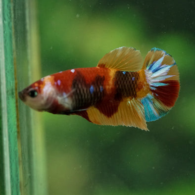 Multicolor/ Galaxy Koi Plakat- Female- 13 Weeks Old