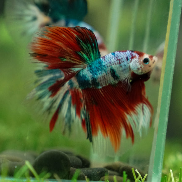 Galaxy/Candy Koi Halfmoon - 13 weeks old