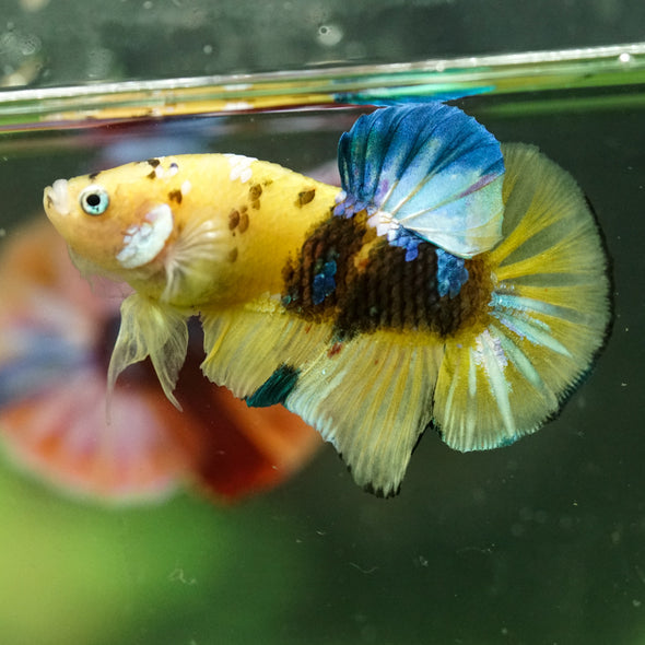Multicolor/Galaxy Koi Plakat -16 weeks Old