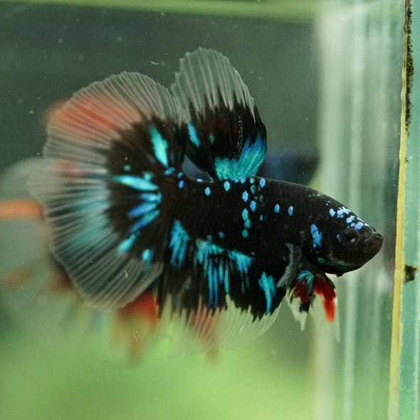 Black Base Galaxy/Candy Koi Halfmoon - 14 weeks old