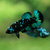 Black Galaxy Koi Plakat (Avatar) - Female- 13 Weeks Old