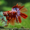Galaxy/Candy Koi Halfmoon - 14 weeks old