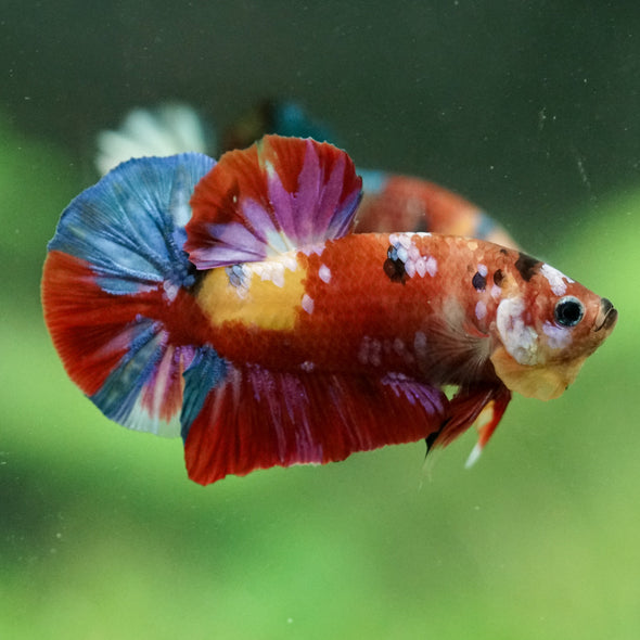 Multicolor/Galaxy Koi Plakat -15 weeks Old