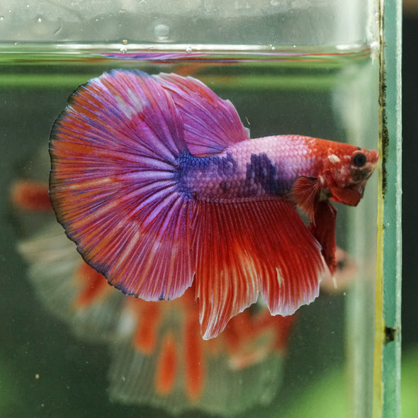 Galaxy/Candy Koi Halfmoon - 14 weeks old