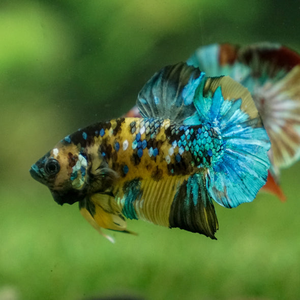 Multicolor/Galaxy Koi Plakat -13 weeks Old