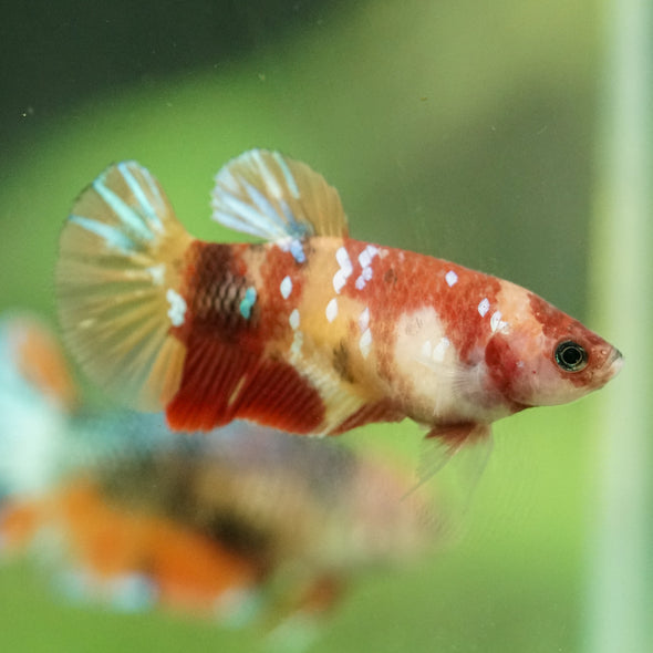 Multicolor/ Galaxy Koi Plakat- Female- 13 Weeks Old