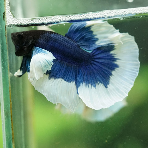 Dumbo Halfmoon - 12 weeks old