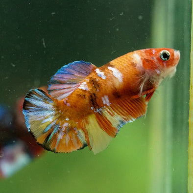Multicolor/ Galaxy Koi Plakat- Female- 13 Weeks Old