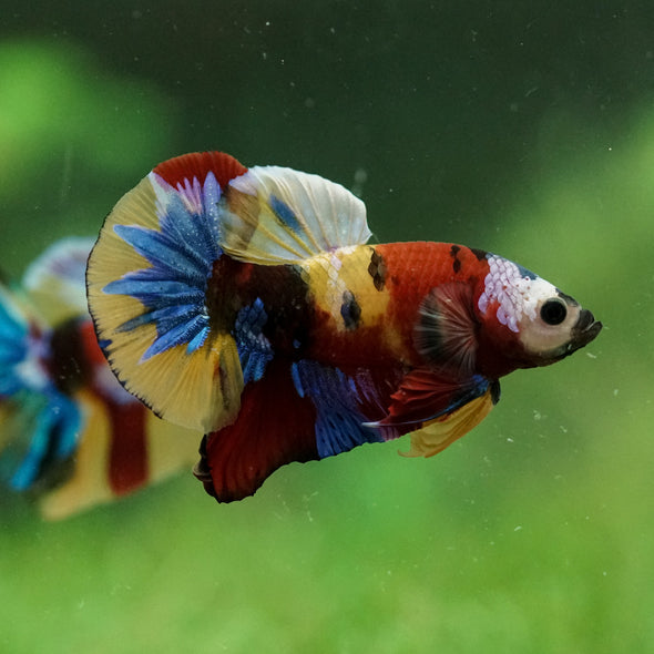 Multicolor/Galaxy Koi Plakat -15 weeks Old