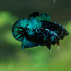 Black Koi Galaxy Plakat (Avatar) -13 weeks Old