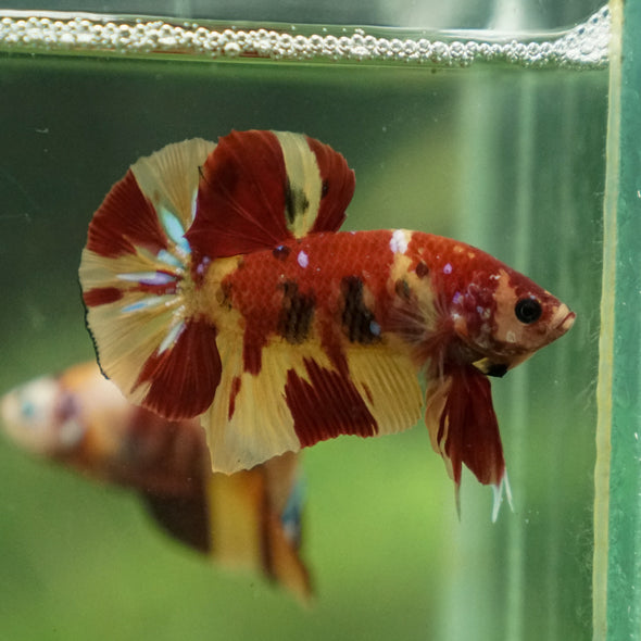 Multicolor/Galaxy Koi Plakat -13 weeks Old