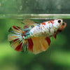 Multicolor/ Galaxy Koi Halfmoon- Female- 13 Weeks Old