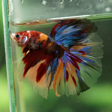 Galaxy/Candy Koi Halfmoon - 14 weeks old