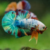 Multicolor/Galaxy Koi Plakat -16 weeks Old